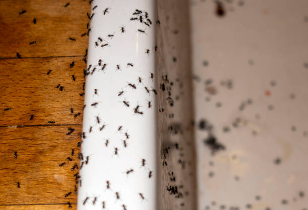 Best Spider Control Near Me  in Robertsde, AL